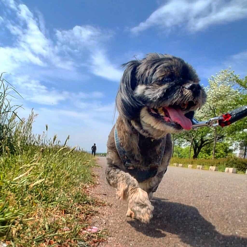 Small mixed breeds are popular Japanese dogs.