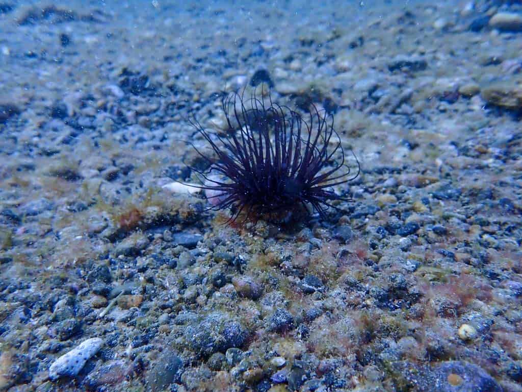 sea urchin while diving in Japan