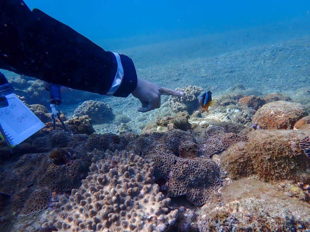 studying fish while diving in japan