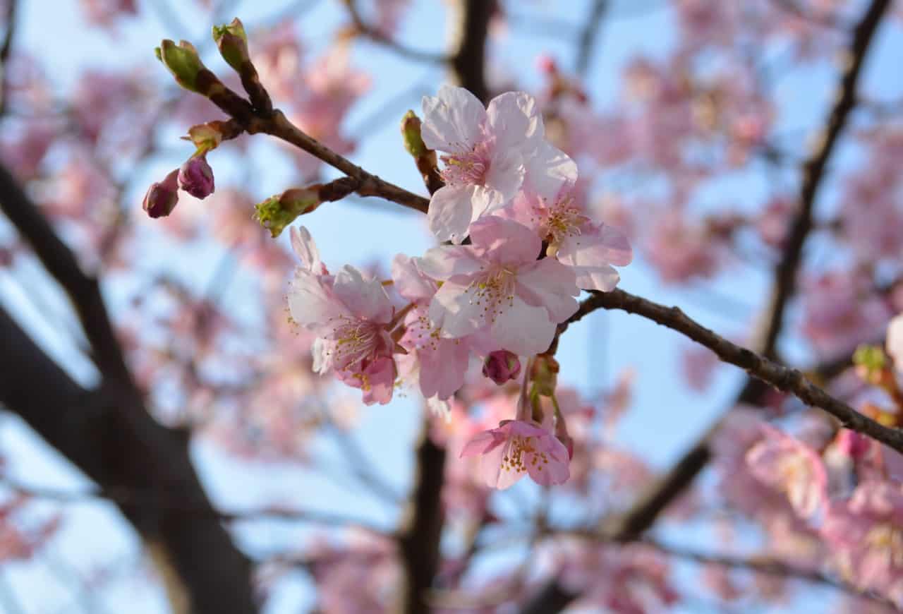 Cherry Blossoms in Japan: Where to See Sakura in Kanagawa