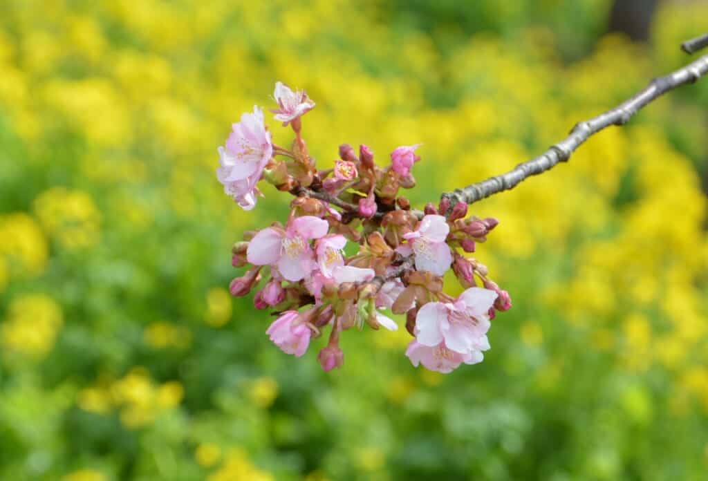 Cherry blossoms in front of rapeseed flowers