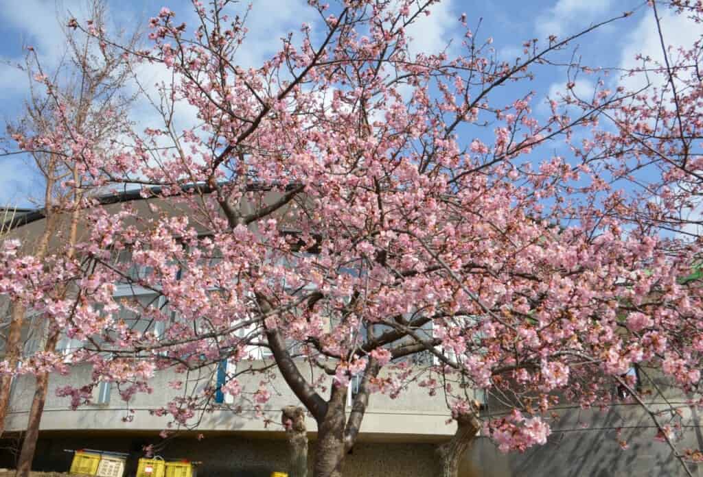 Early cherry blossoms in Matsuda