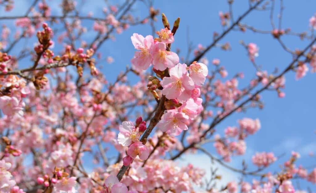 Early cherry blossoms in front of the blue sky in Matsuda