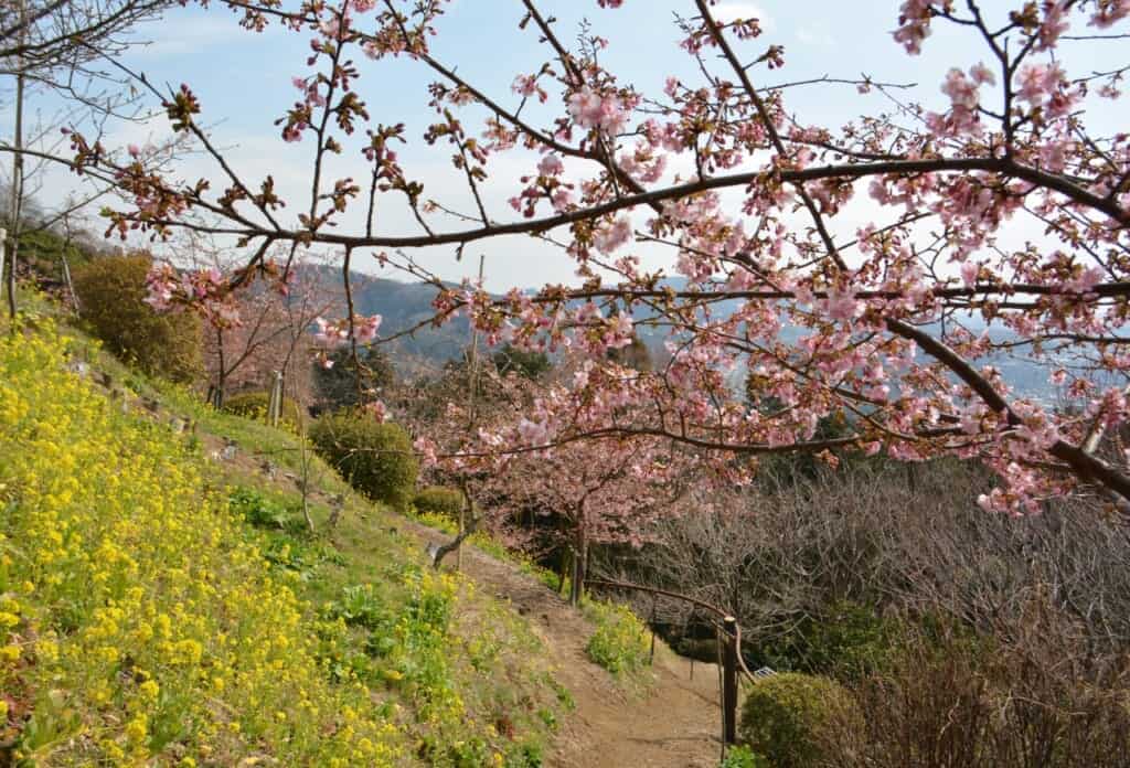 Cherry blossoms at Aguri Park in Matsuda