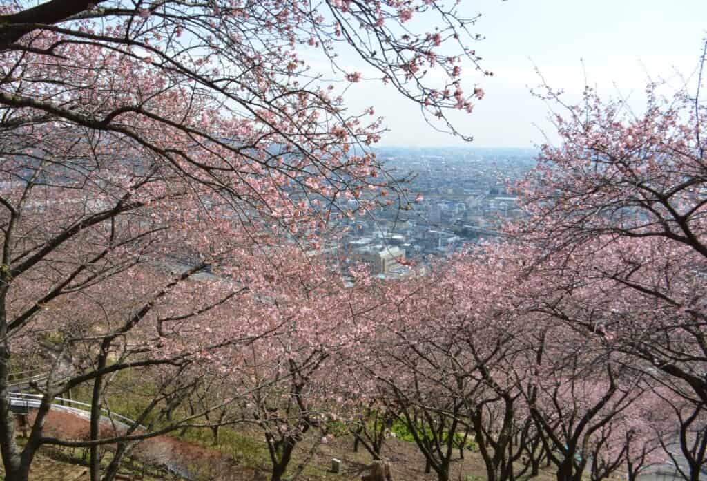 Cherry Blossoms Festival in Matsuda, Japan