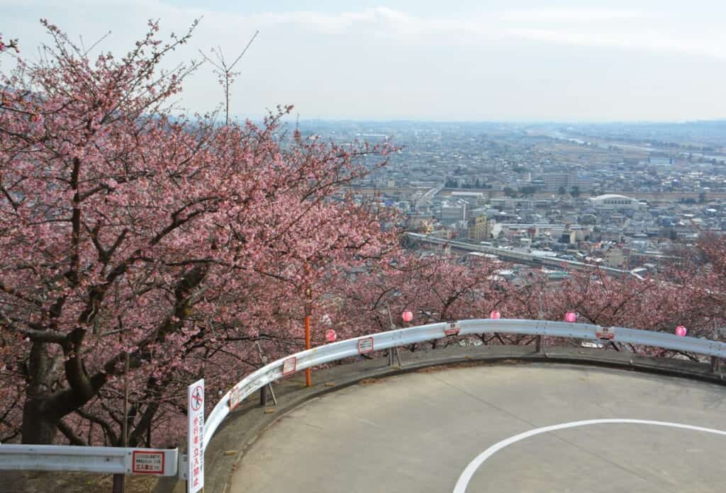 Cherry Blossoms Festival in Matsuda