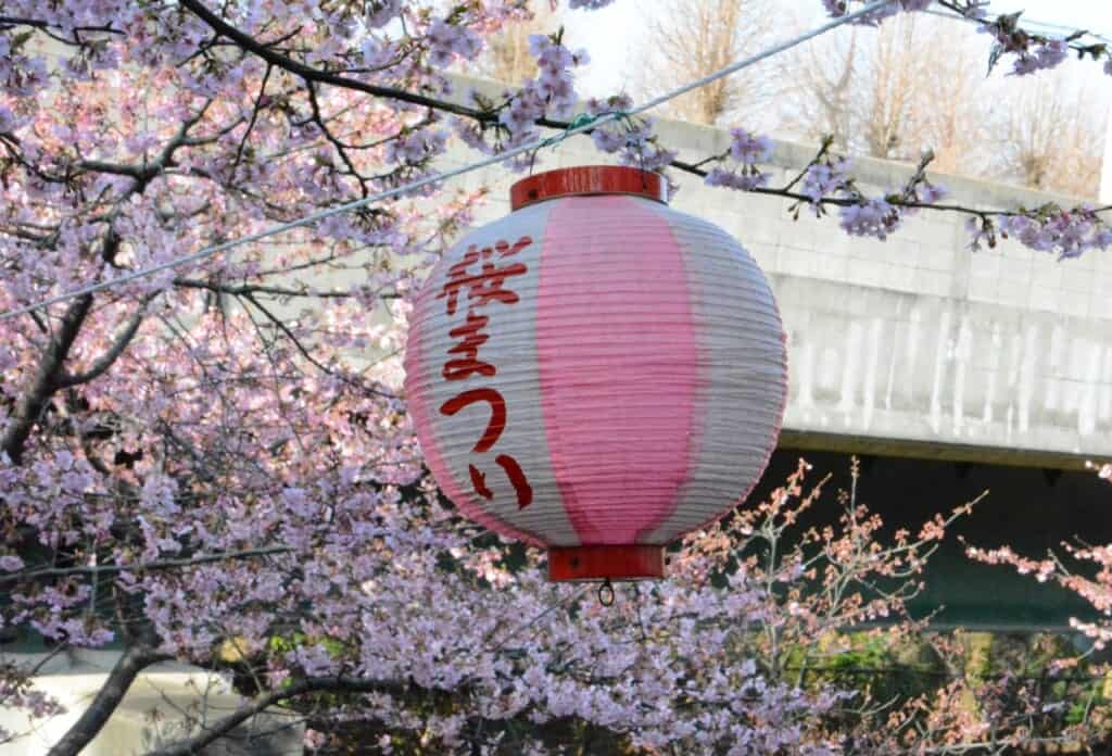 Sakura Festival lantern