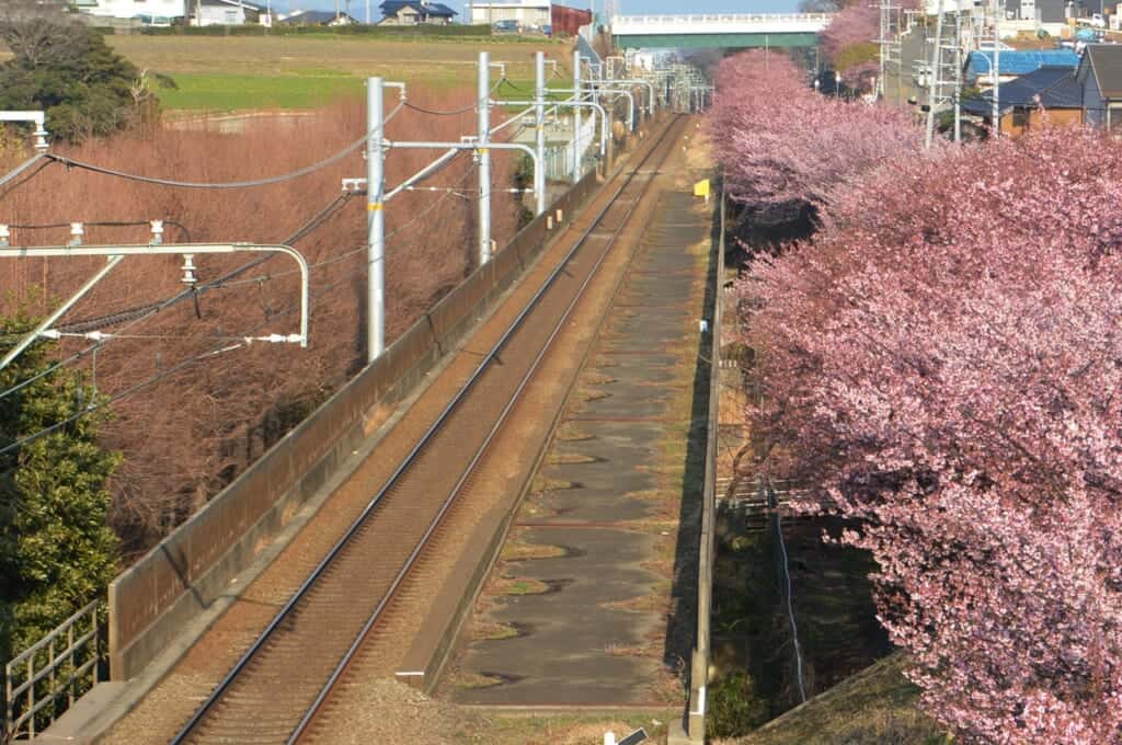 Train tracks with cherry blossoms
