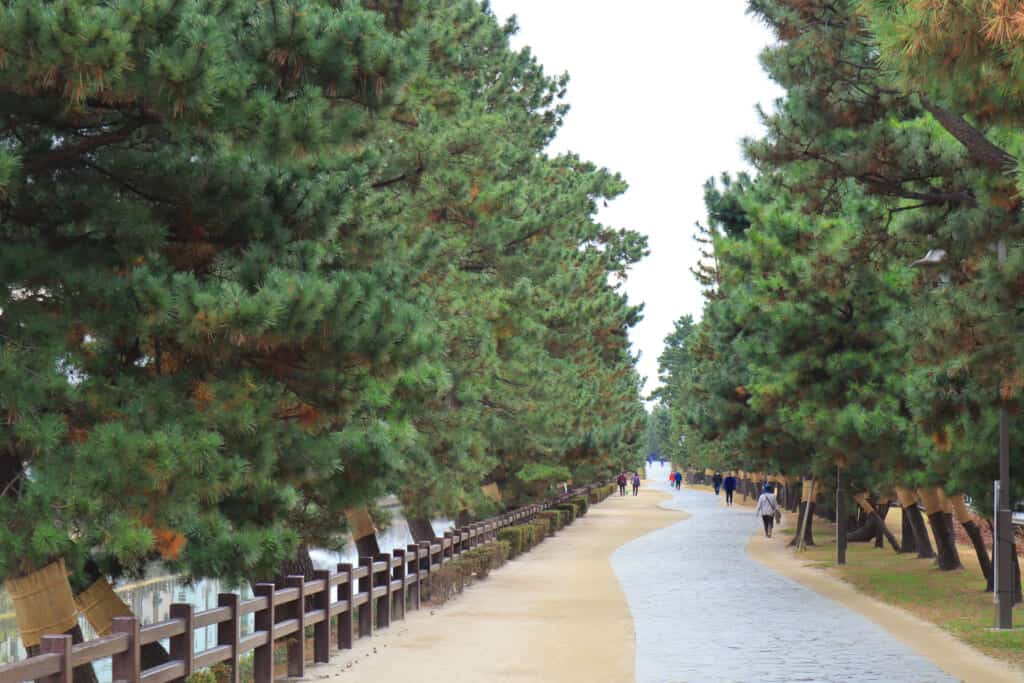 The Soka Matsubara promenade is a pedestrian road linked with pine trees