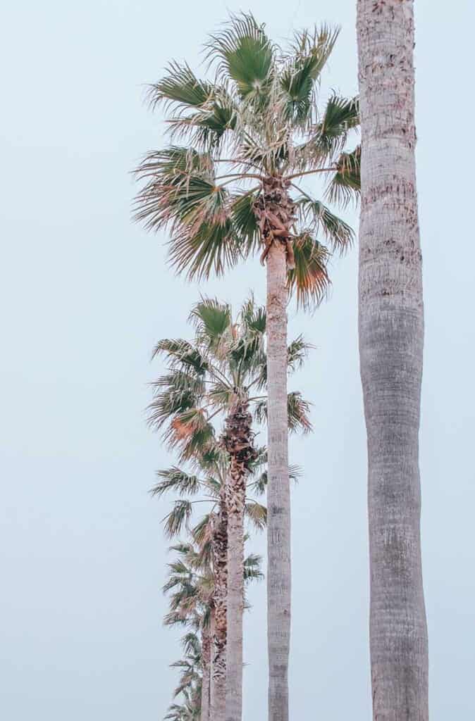 Palm trees at SENNAN LONG PARK