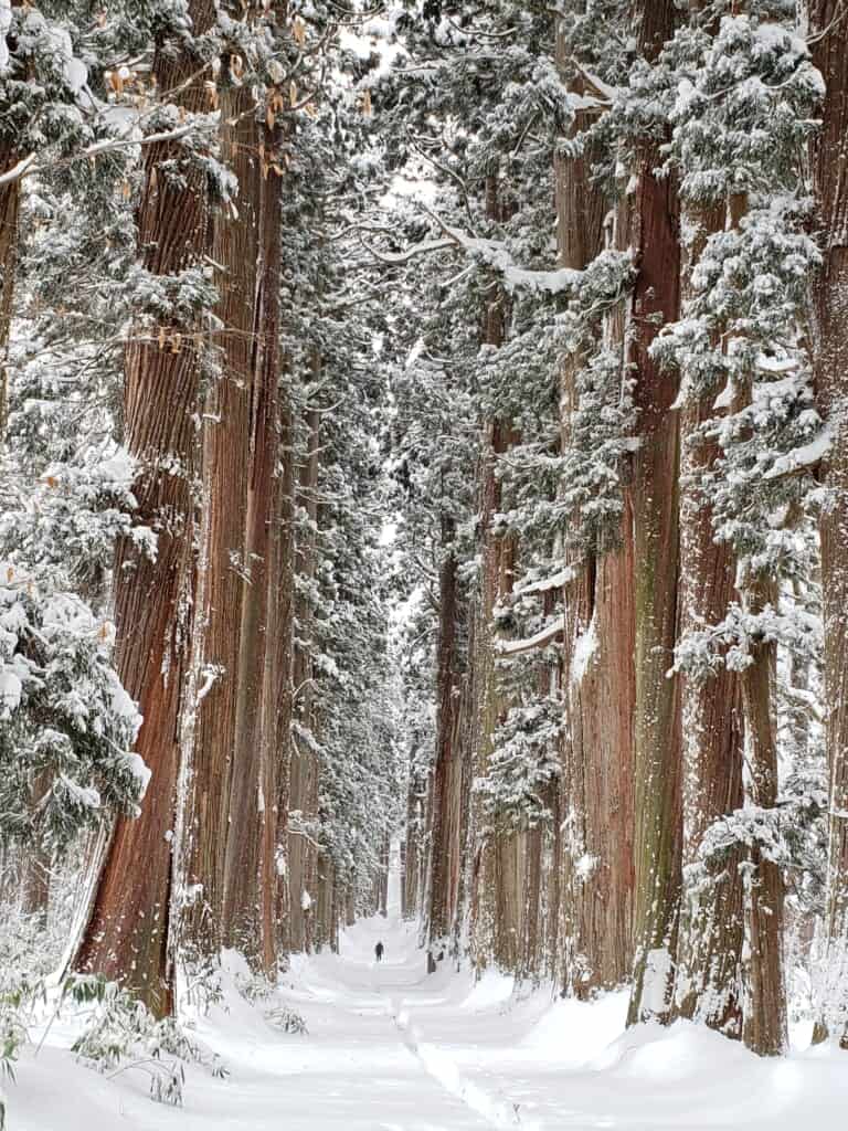 cedar trees lining the path to Togakushi Shrine in Nagano