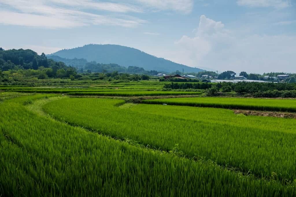 Japanese rural landscape of green rice paddies and mountain in the background