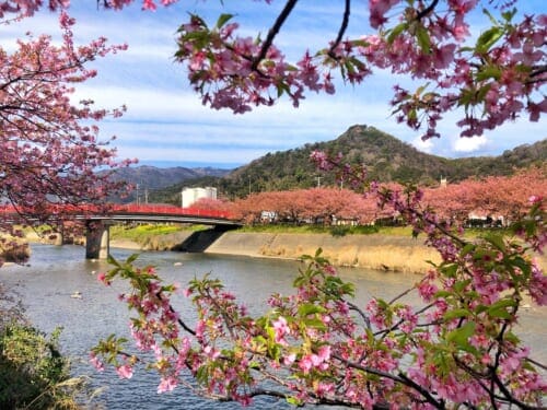 Kawazu-zakura cherry blossom in Shizuoka Prefecture near tokyo