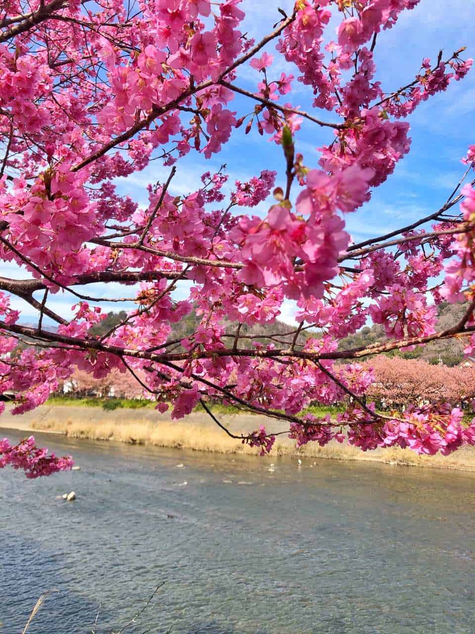 Where to See Early Cherry Blossoms Near Tokyo in Kawazu, Shizuoka