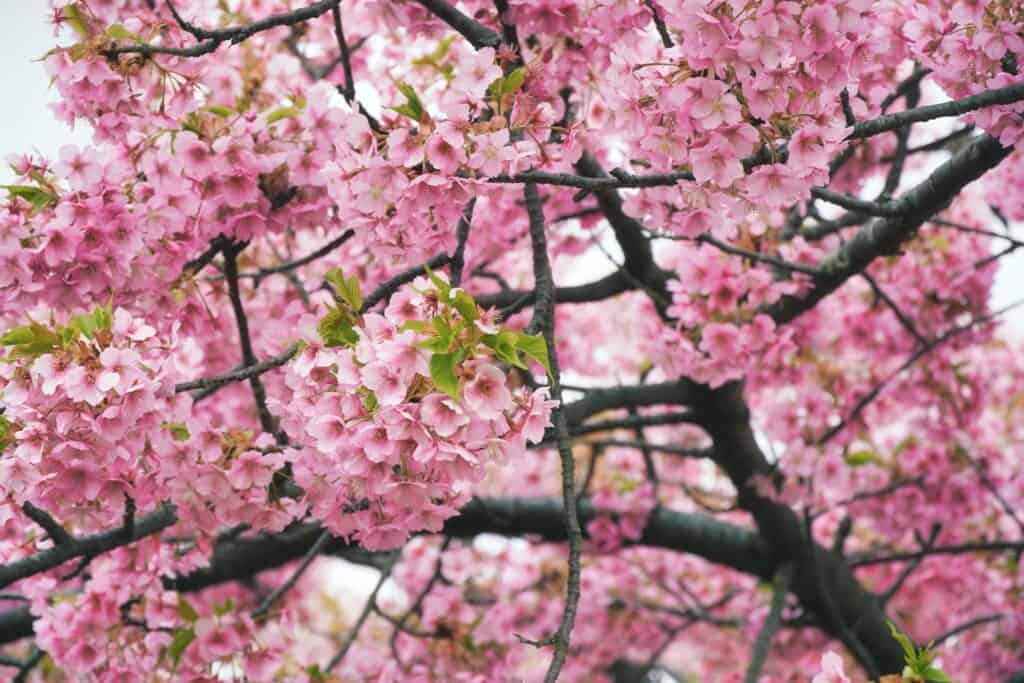 The outstanding leafiness of the Matsuda Cherry Blossom Festival's trees