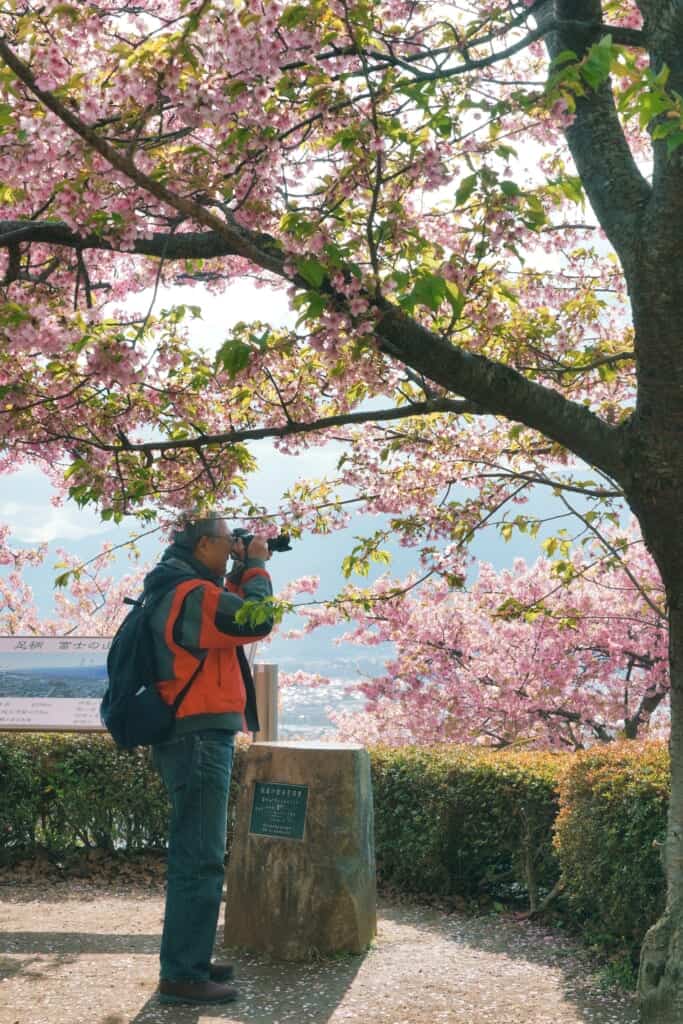A man taking a picture of the Sakura at the Matsuda Cherry Blossom Festival