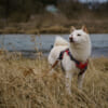 A white shiba inu in Japan