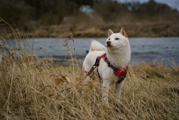 A white shiba inu in Japan
