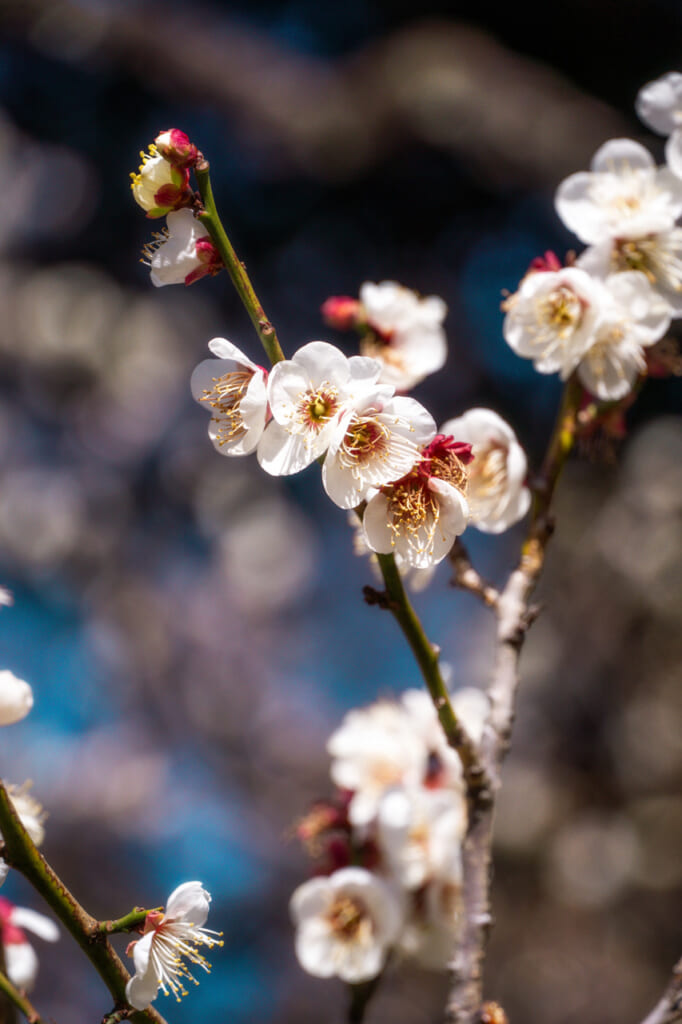 Plum flower in Japan