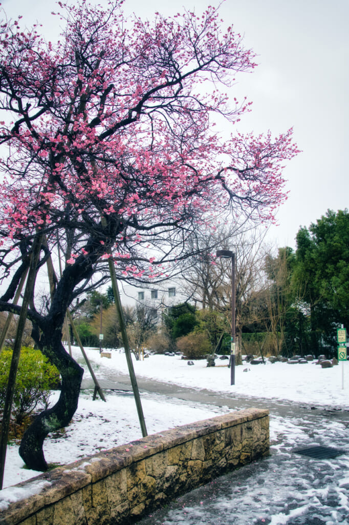 snowy day with plum blossom