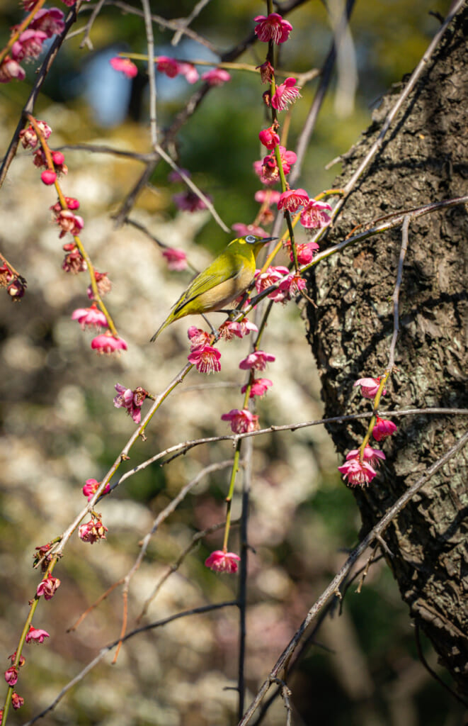 a mejiro bird eating an ume flower