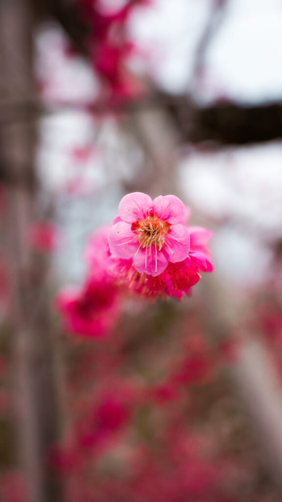 A detail of an plum flower