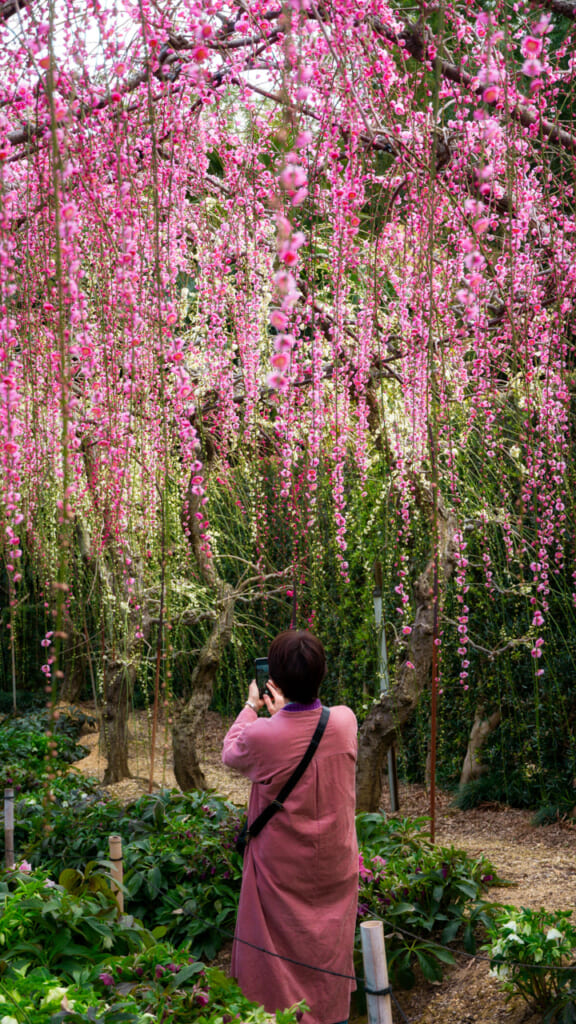 Weeping ume blossoms in Hamamatsu