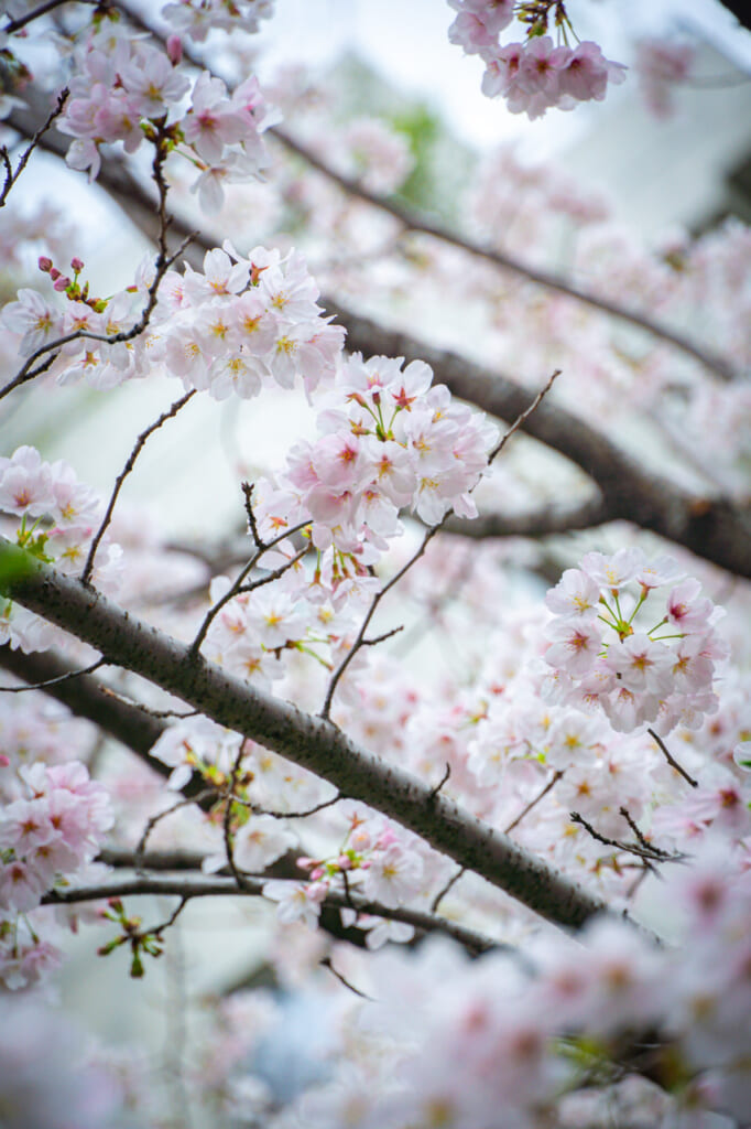 Sakura blossom