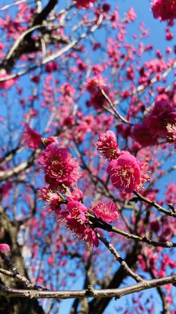 Plum blossom