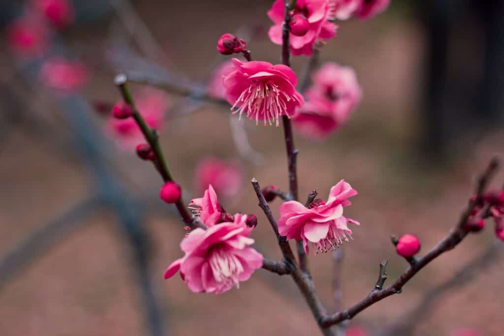 A beautiful pink ume blossom during spring in Japan