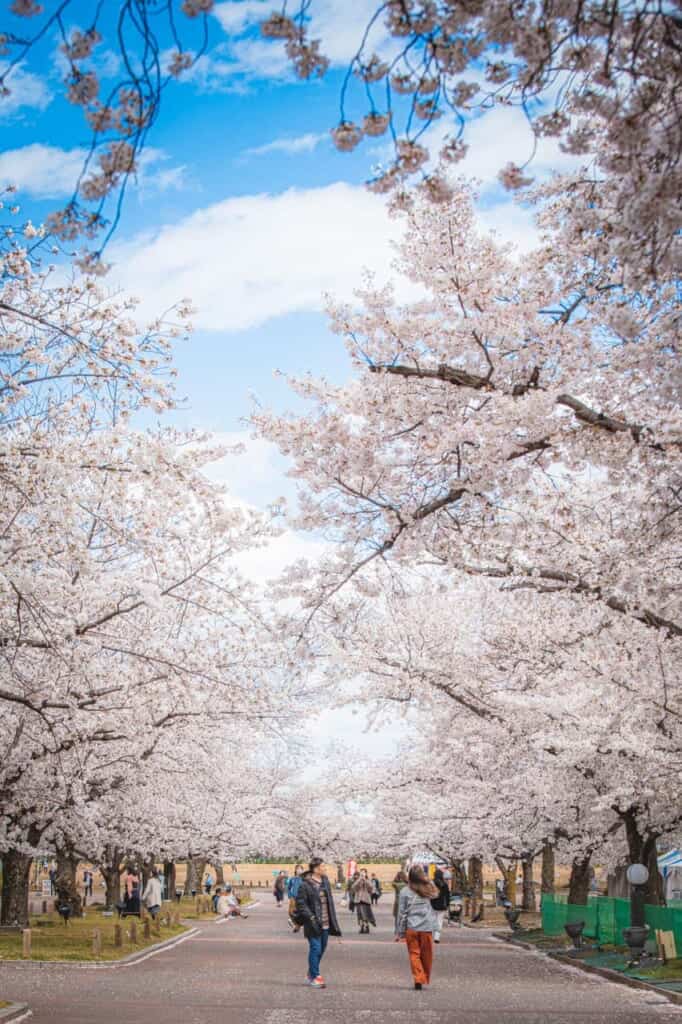 A park in Osaka filled with sakura trees