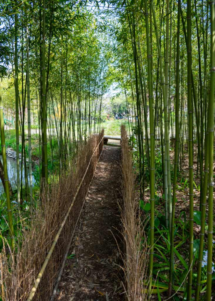 young bamboo forest path like kyoto at hamanako garden park