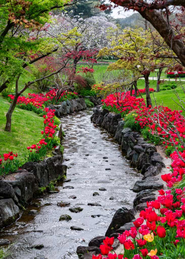river lined with flowers at hamamatsu flower park