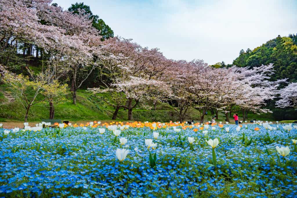 cherry blossoms and blue flowers at hamamatsu flower park