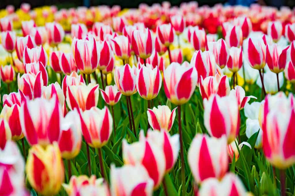 red and white tulips at hamamatsu flower park