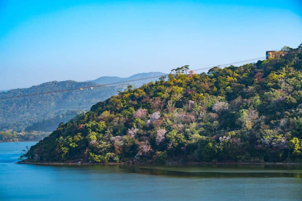 cherry blossoms at lake hamana shizuoka