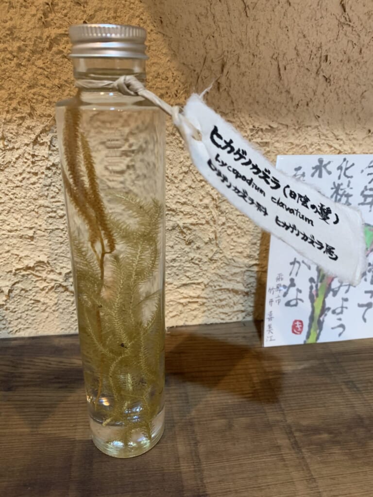 medicinal herb sample in glass jar from Hida Takayama