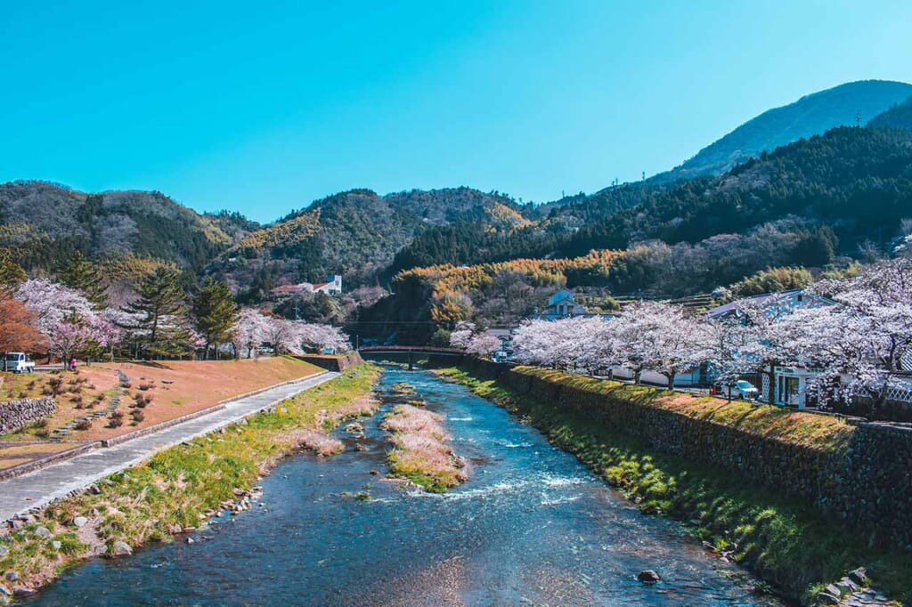 Japanese sakura Cherry blossom trees along the river in Japan