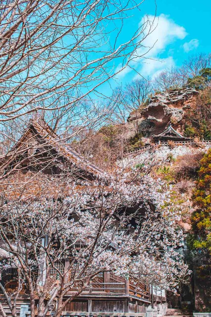 Japanese shrine with sakura cherry blossoms through the trees in Japan