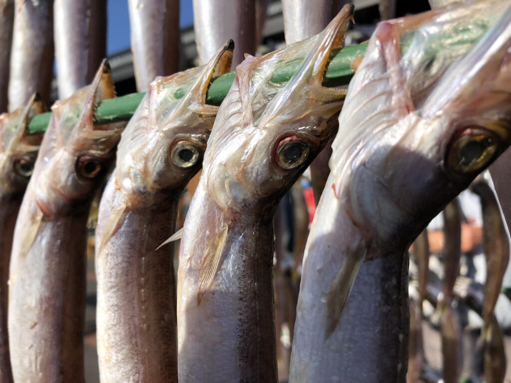 close-up of drying barracuda in Japan