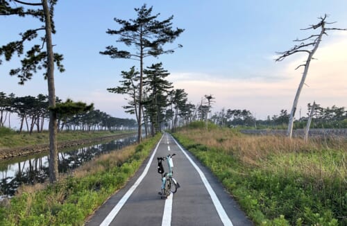 bike path lined with vegetation