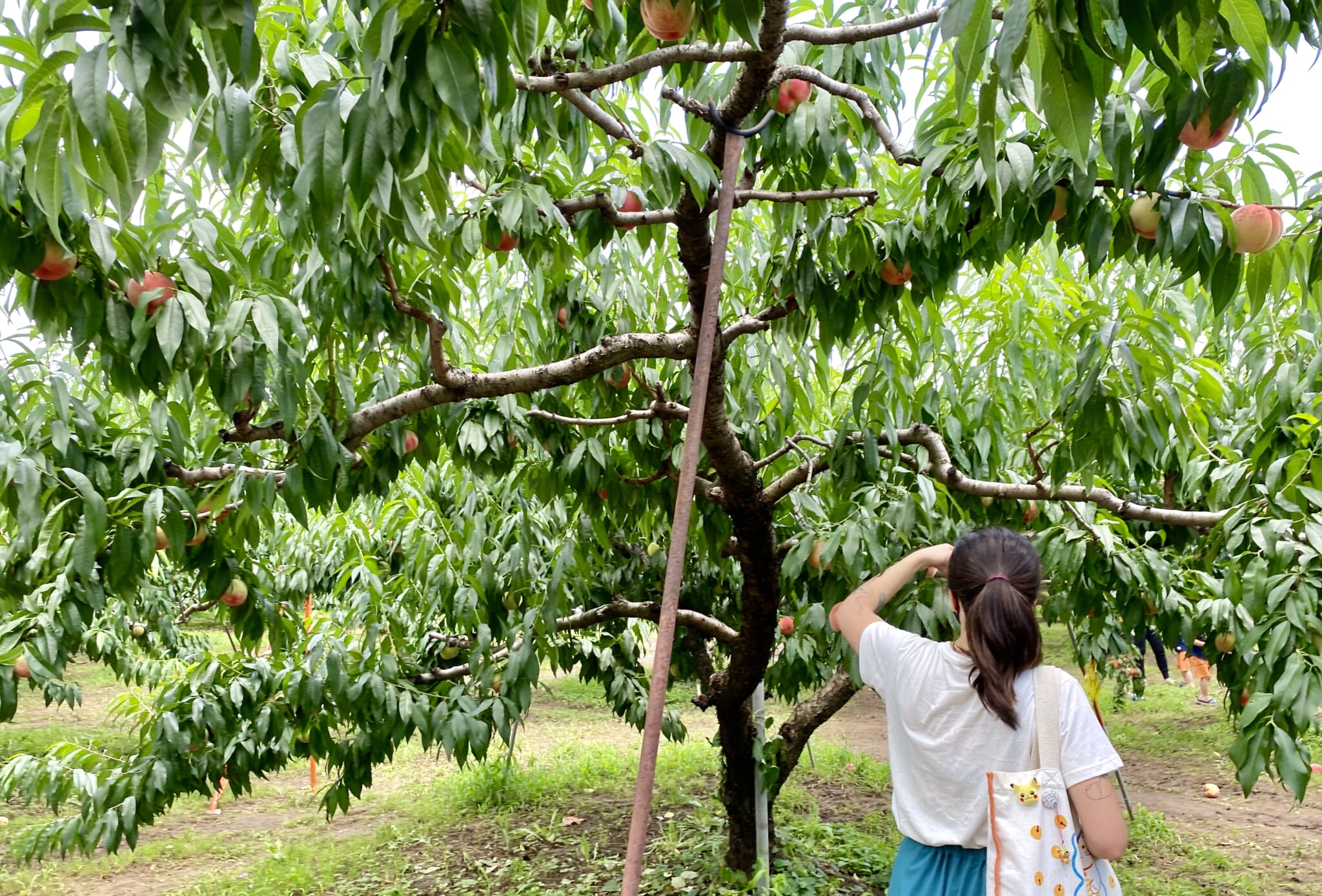 Best Things to See and Do Outside Tokyo in Kofu, Yamanashi Prefecture