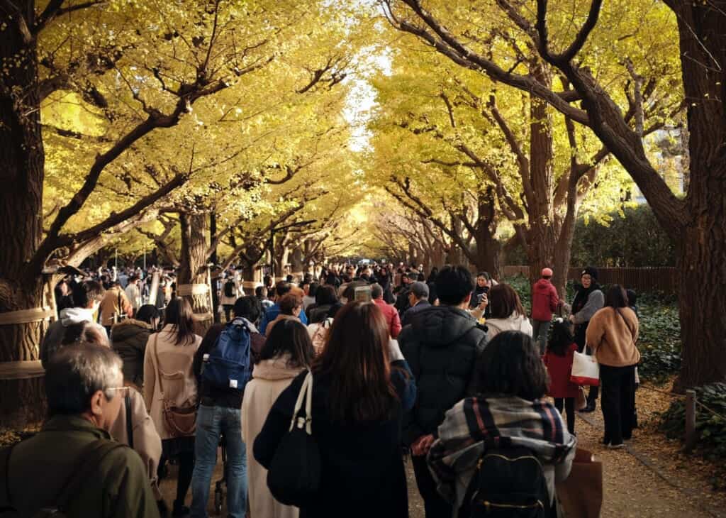 Japanese people admiring autumn gingko leaves