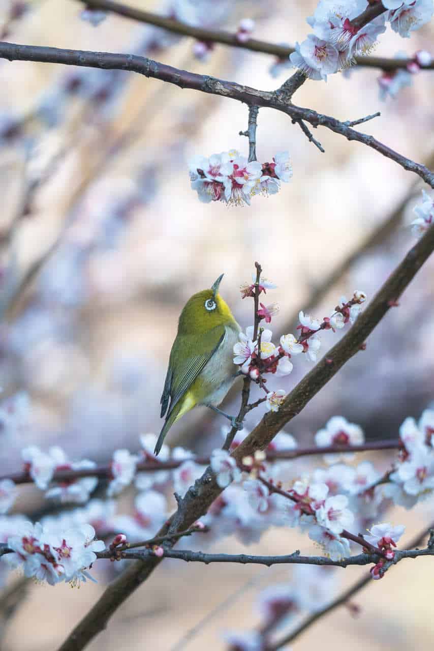 Spring in Japan: The Difference Between Ume, Momo & Sakura Blossoms