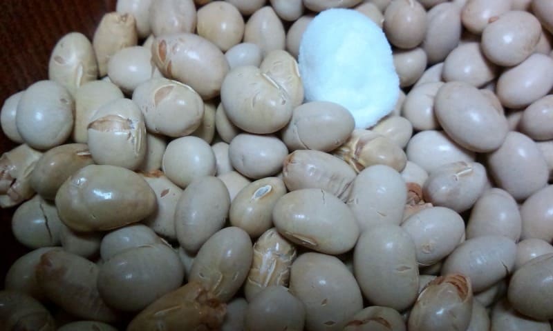 Roasted beans during Setsubun