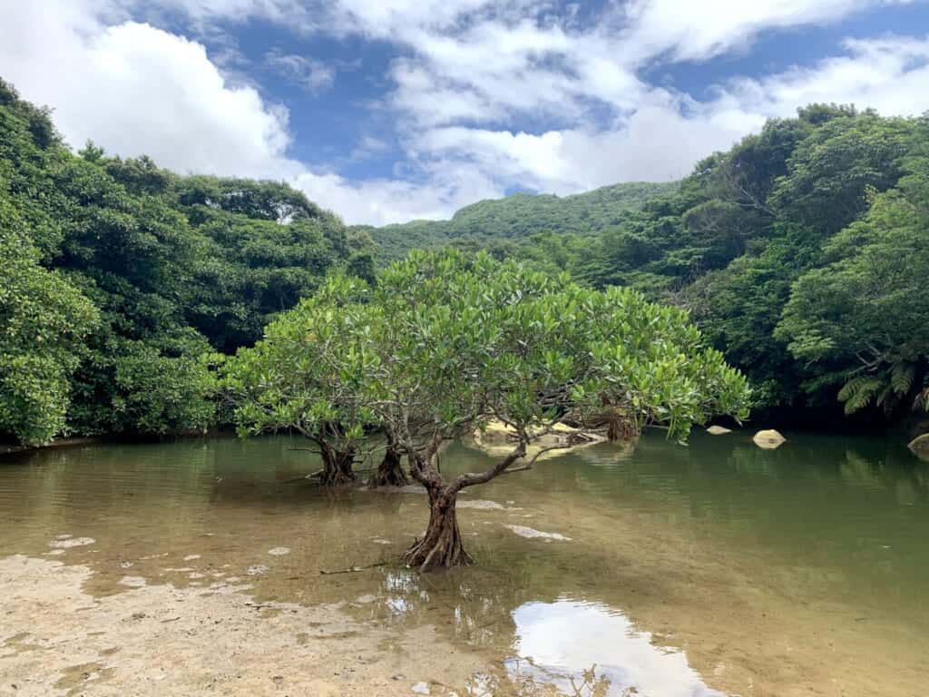 Mangrove on Iriomote Islands in Japan