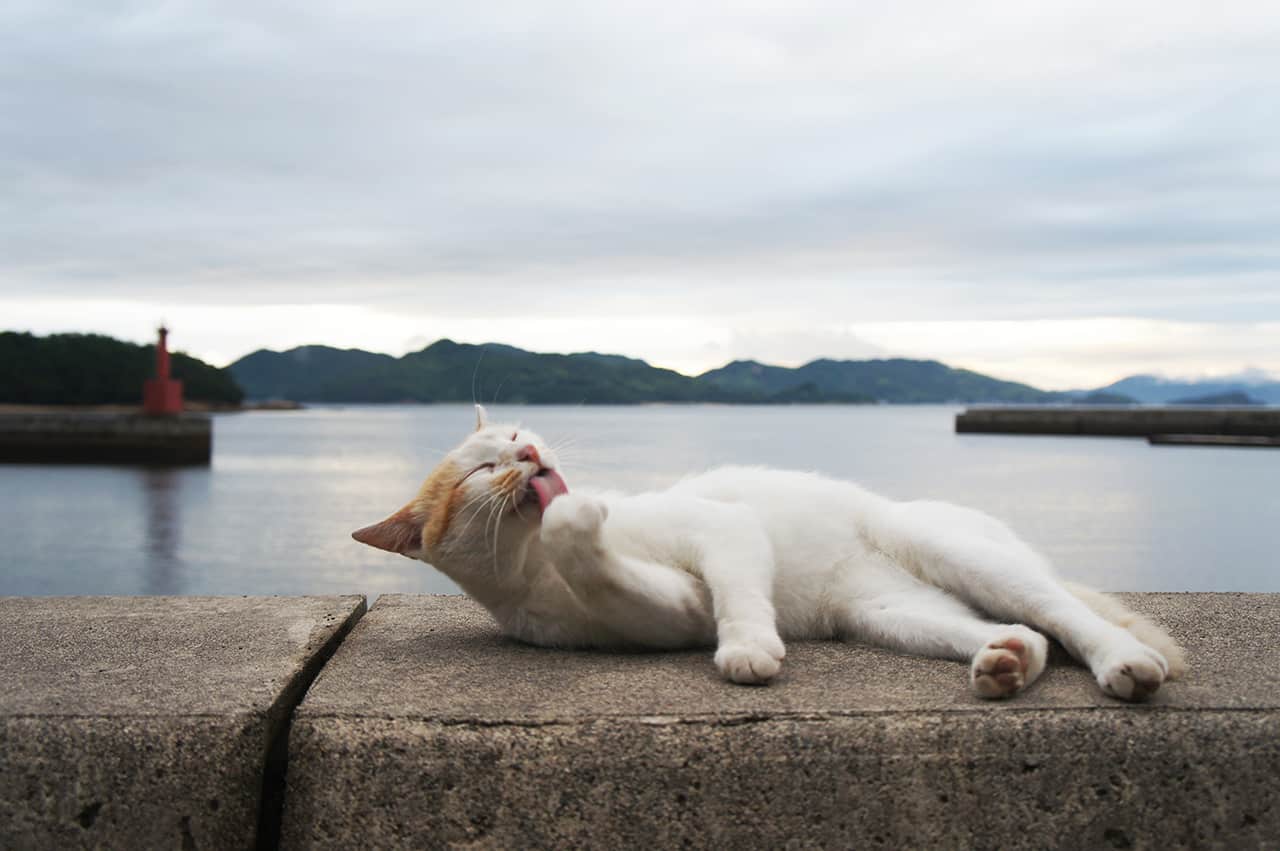 Top 7 How many islands in japan 1 How Many Islands Are There in Japan?