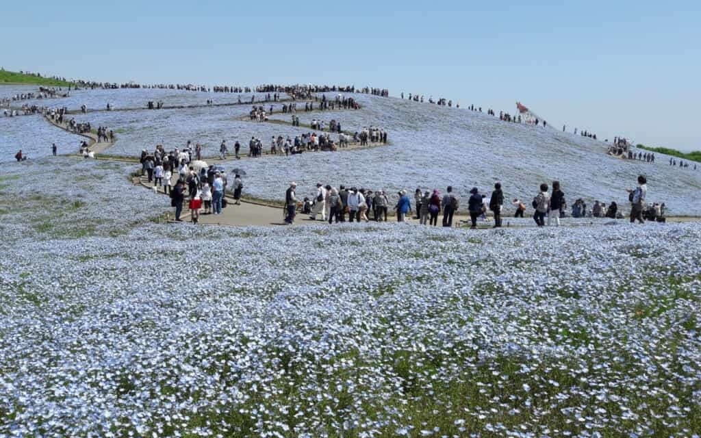 Hitachi Seaside Park in full bloom in May in Japan