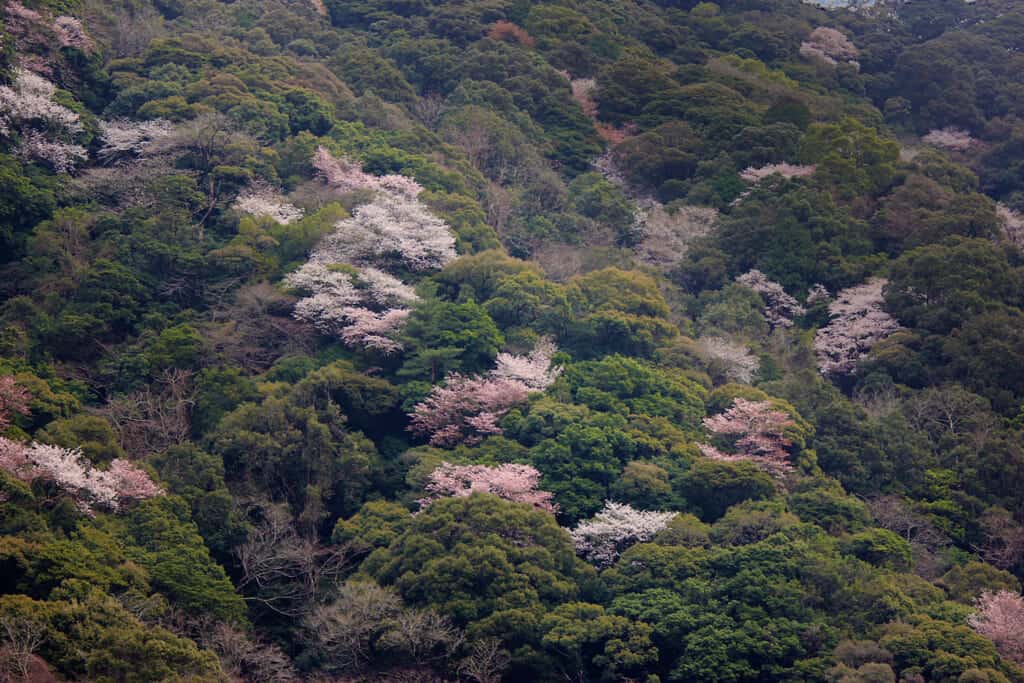 Aya's evergreen forest sprinkled with pink cherry trees in Miyazaki, Japan