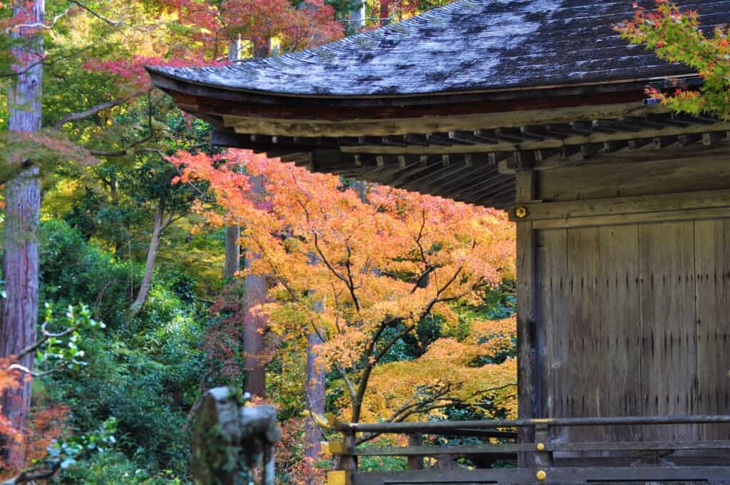 Momiji autumn leaves at Sanzen-in Temple, Ohara, kyoto